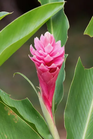 Pink ginger (Alpinia) flower, Honduras — Nicolas Marincic