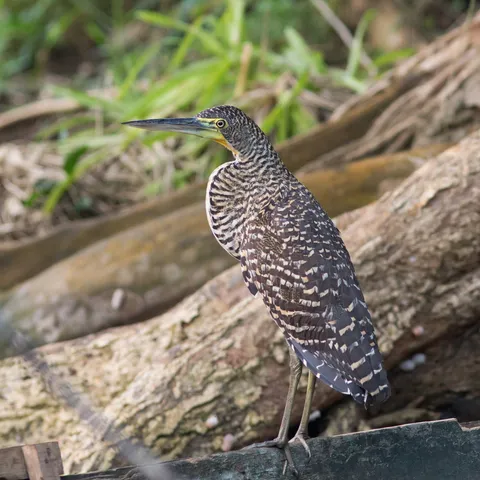 Bare-throated tiger heron, Lake Yojoa, Honduras — Nicolas Marincic