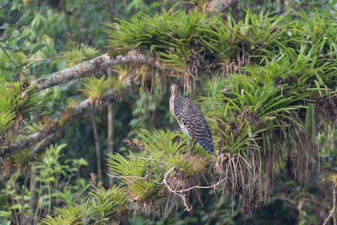Tiger heron among bromeliads, Lake Yojoa, Honduras — Nicolas Marincic