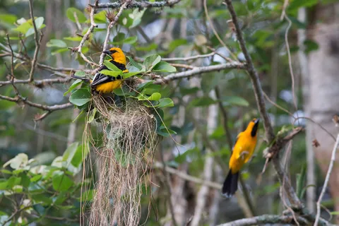 Orioles at their hanging nest, Lake Yojoa, Honduras — Nicolas Marincic