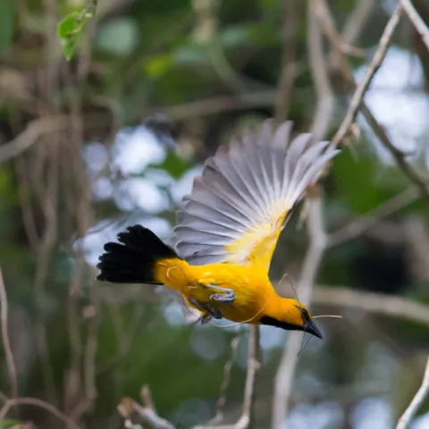 Oriole in flight, Lake Yojoa, Honduras — Nicolas Marincic