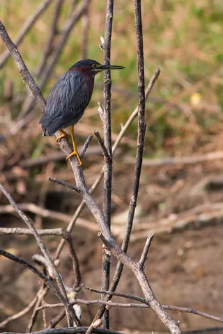 Green heron, Lake Yojoa, Honduras — Nicolas Marincic