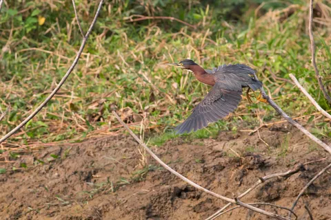 Green heron in flight, Lake Yojoa, Honduras — Nicolas Marincic