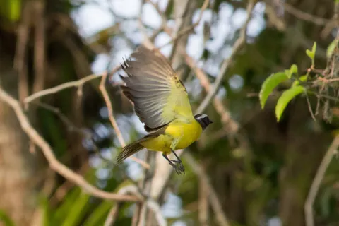 Social flycatcher in flight, Lake Yojoa, Honduras — Nicolas Marincic