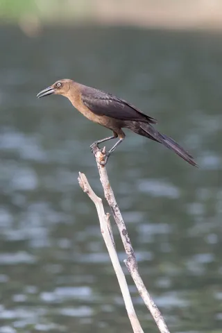 Female great-tailed grackle over the water, Lake Yojoa, Honduras — Nicolas Marincic