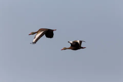 Black-bellied whistling ducks in flight, Lake Yojoa, Honduras — Nicolas Marincic