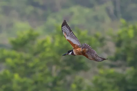 Ringed kingfisher in flight, Lake Yojoa, Honduras — Nicolas Marincic