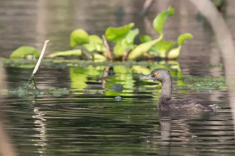 Pied-billed grebe, Lake Yojoa, Honduras — Nicolas Marincic