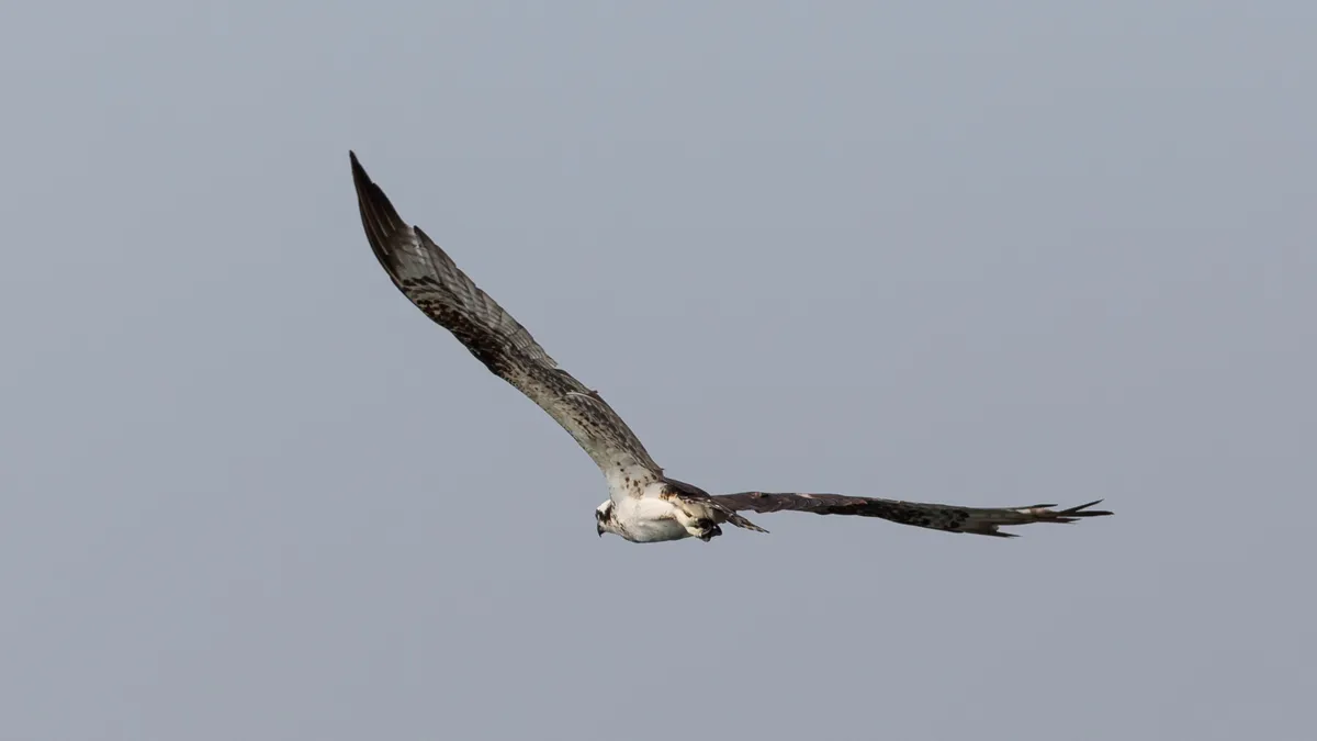 Osprey in flight, Lake Yojoa, Honduras — Nicolas Marincic