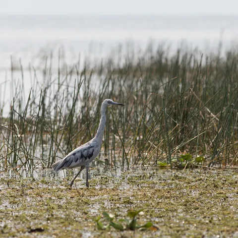Heron in the reeds, Lake Yojoa, Honduras — Nicolas Marincic