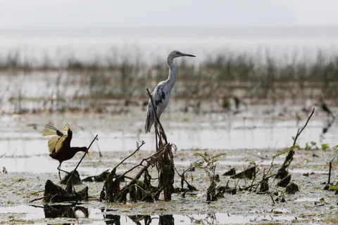 Heron and jacana in the marsh, Lake Yojoa, Honduras — Nicolas Marincic