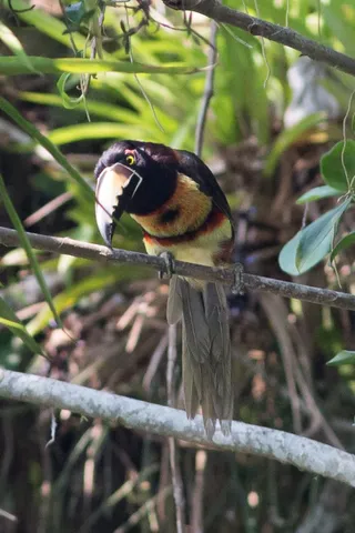 Collared aracari, Lake Yojoa, Honduras — Nicolas Marincic