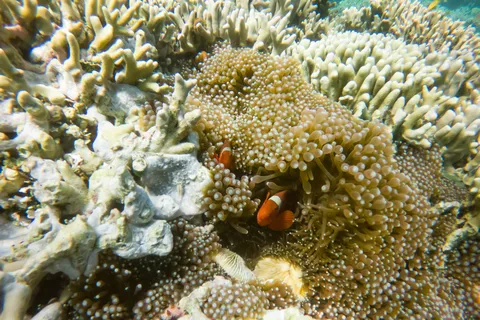 Clownfish in its anemone, Bali reef, Indonesia — Nicolas Marincic