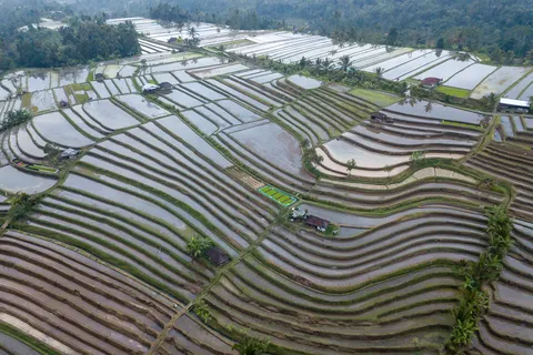 Curving flooded terraces of Jatiluwih from above, Indonesia — Nicolas Marincic