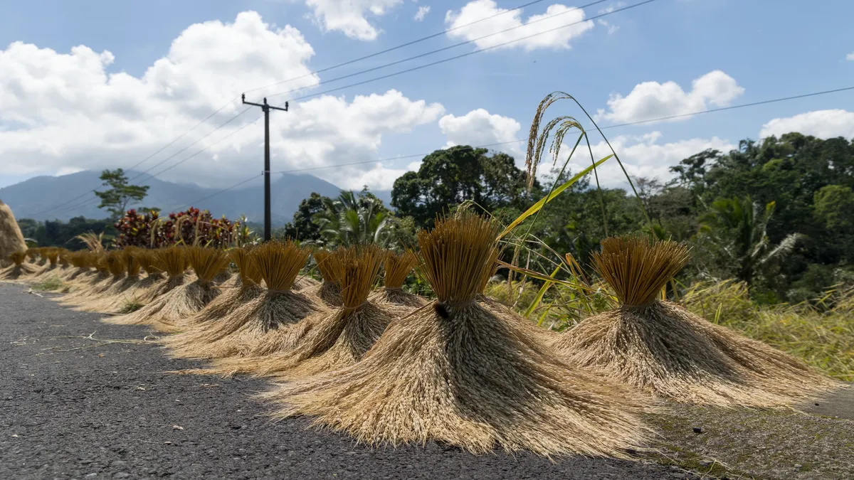 Gerbes de riz séchant au bord de la route, Bali, Indonésie — Nicolas Marincic
