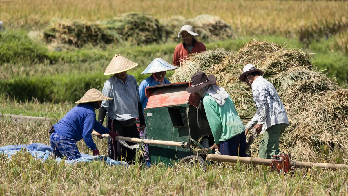 Farmers threshing rice in the field, Indonesia — Nicolas Marincic