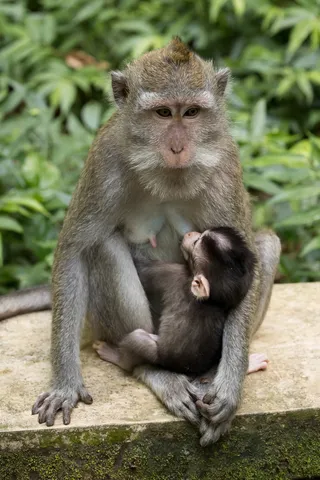 Macaque mother nursing her baby, Indonesia — Nicolas Marincic
