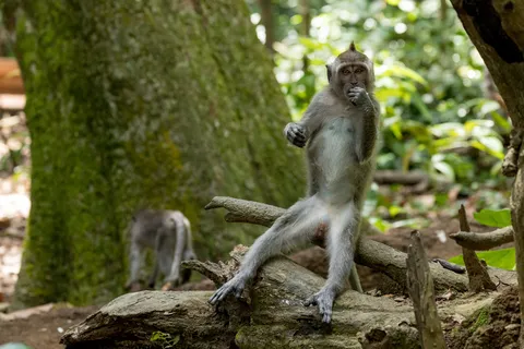 Macaque standing on a fallen log, Indonesia — Nicolas Marincic