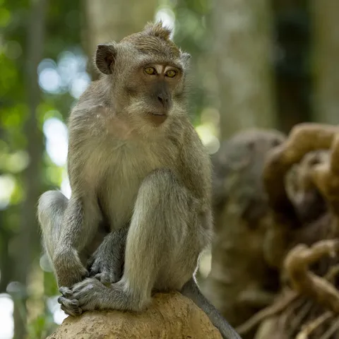 Long-tailed macaque sitting on a stone, Indonesia — Nicolas Marincic