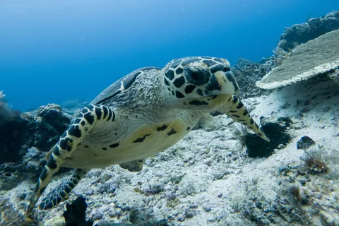 Hawksbill turtle on the reef, Raja Ampat, Indonesia — Nicolas Marincic