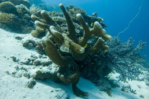 Coral garden on white sand, Raja Ampat, Indonesia — Nicolas Marincic