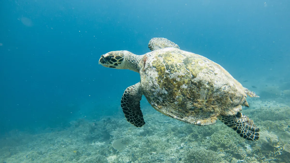 Green turtle swimming, Raja Ampat, Indonesia — Nicolas Marincic