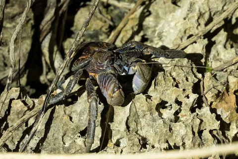 Coconut crab on limestone at night, Raja Ampat, Indonesia — Nicolas Marincic