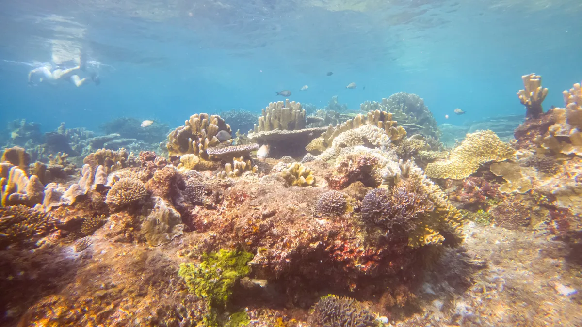 Colourful shallow reef, Raja Ampat, Indonesia — Nicolas Marincic