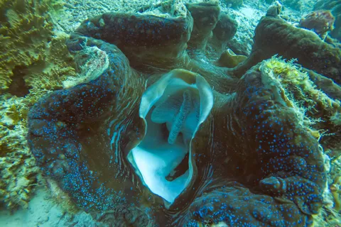 Giant clam mantle, Raja Ampat, Indonesia — Nicolas Marincic