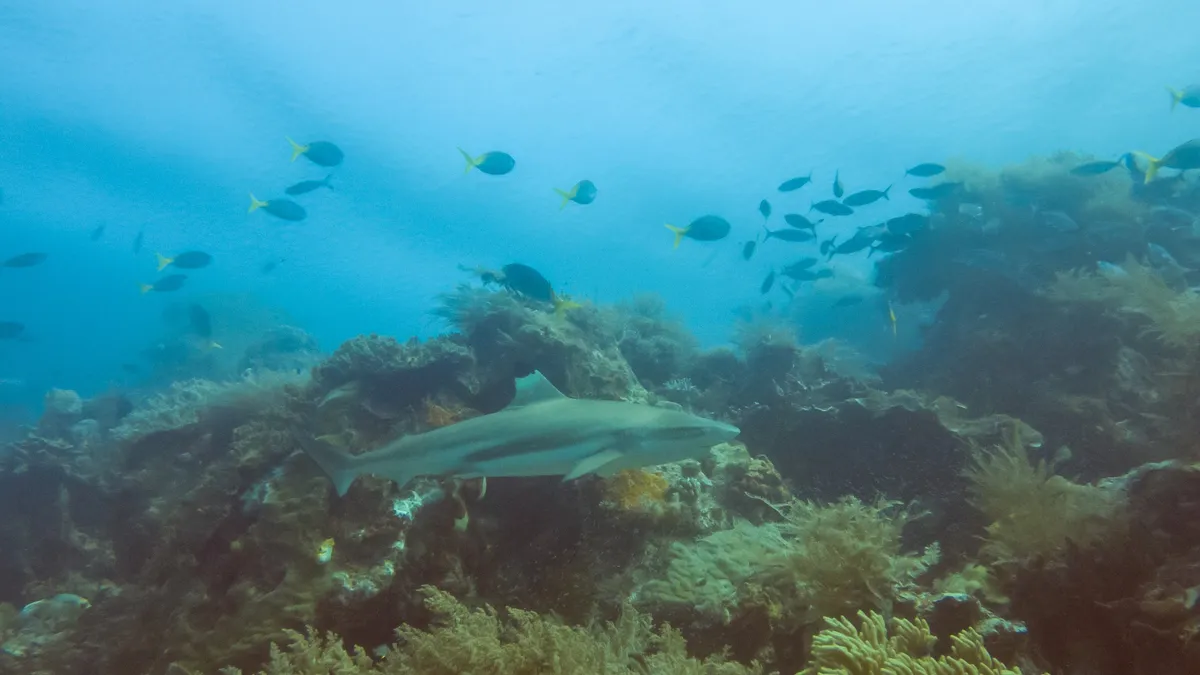 Blacktip reef shark over the reef, Indonesia — Nicolas Marincic