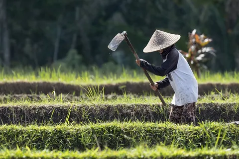 Farmer hoeing a rice paddy, Indonesia — Nicolas Marincic