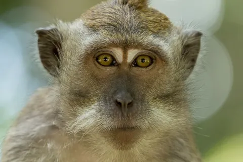 Portrait of a long-tailed macaque, Indonesia — Nicolas Marincic