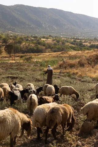 Shepherd with his flock of sheep, Iraq (Kurdistan) — Nicolas Marincic