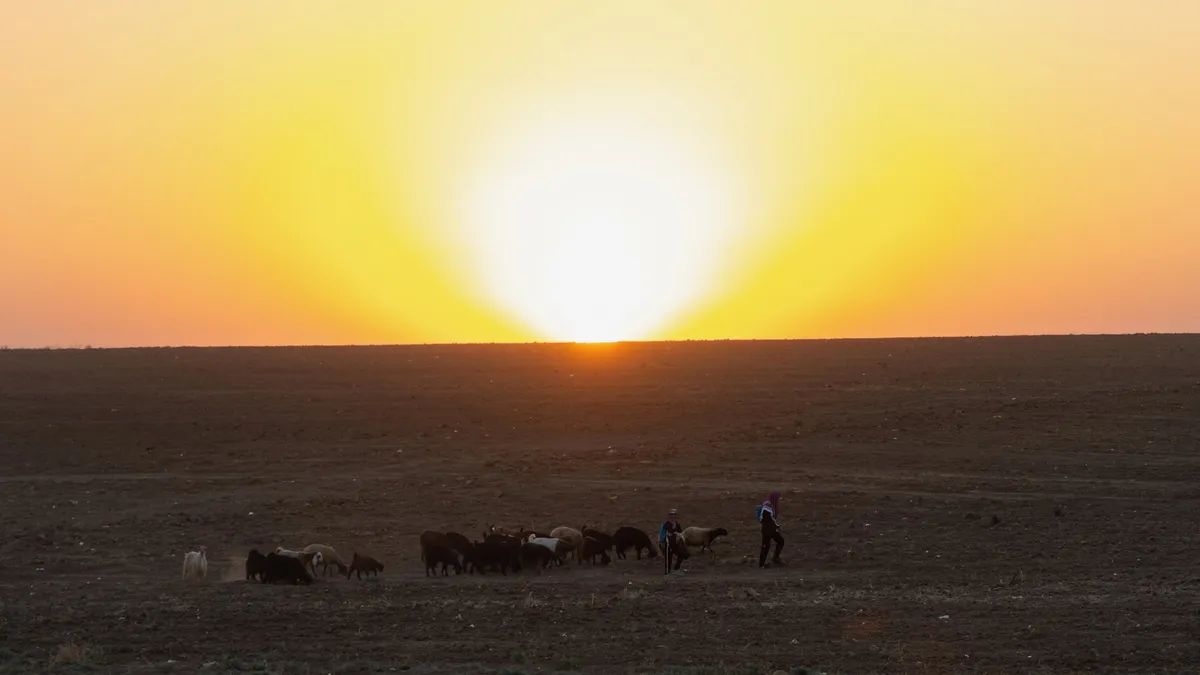 Flock on the plain at sunset, Iraq (Kurdistan) — Nicolas Marincic