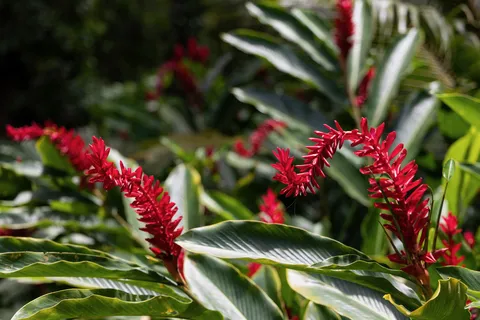 Red ginger in the rainforest, Jamaica — Nicolas Marincic