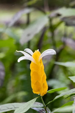 Golden shrimp plant flower, Jamaica — Nicolas Marincic