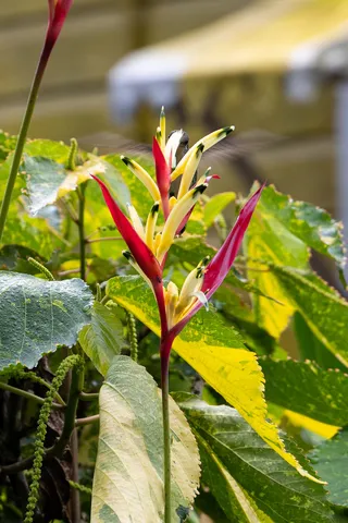 Heliconia flower, Jamaica — Nicolas Marincic