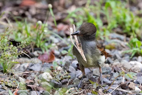 Small bird carrying nesting material, Jamaica — Nicolas Marincic