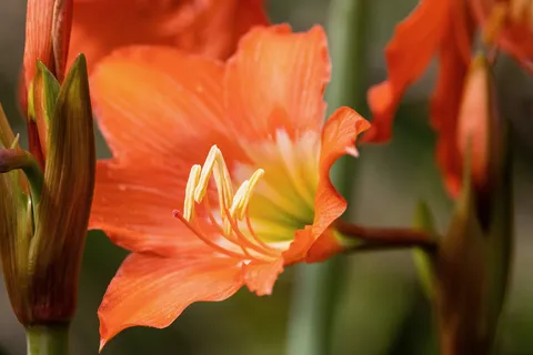 Orange amaryllis bloom, Jamaica — Nicolas Marincic