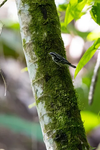 Black-and-white warbler on a mossy trunk, Jamaica — Nicolas Marincic