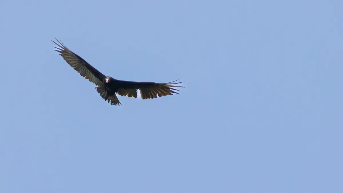 Turkey vulture soaring, Jamaica — Nicolas Marincic