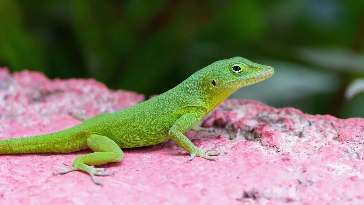 Green anole on a pink rock, Jamaica — Nicolas Marincic