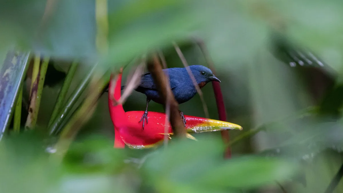 Bananaquit on a red heliconia, Jamaica — Nicolas Marincic