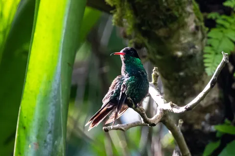 Jamaican mango hummingbird on a mossy branch, Jamaica — Nicolas Marincic