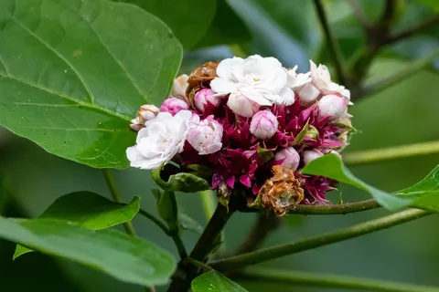 Pink and white clerodendrum flower cluster, Jamaica — Nicolas Marincic