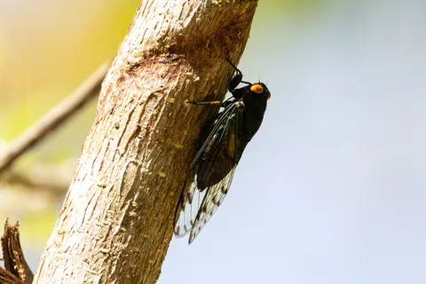Cicada on a branch, Jamaica — Nicolas Marincic