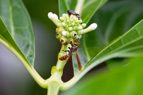 Wasp on noni flower buds, Jamaica — Nicolas Marincic
