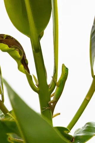 Green anole camouflaged on a stem, Jamaica — Nicolas Marincic