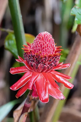 Torch ginger bloom, Jamaica — Nicolas Marincic