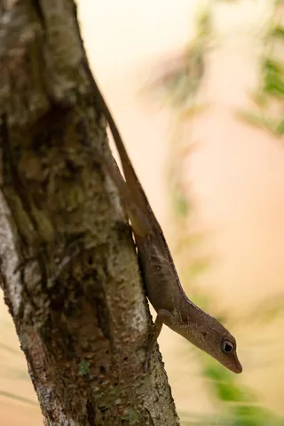 Anole on a tree trunk, Jamaica — Nicolas Marincic